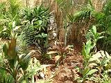 Cordylines and palms